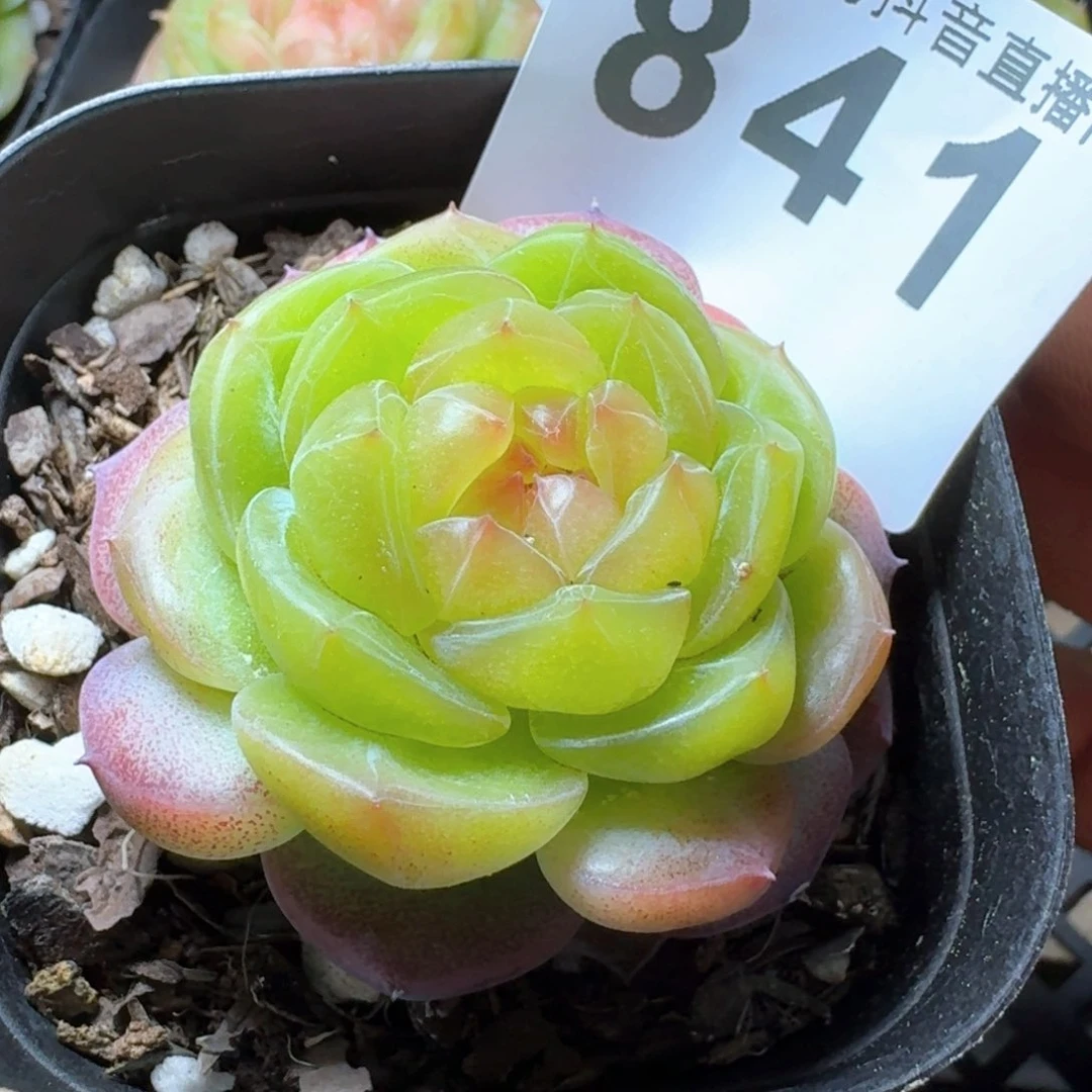 母本珍妮         多肉植物