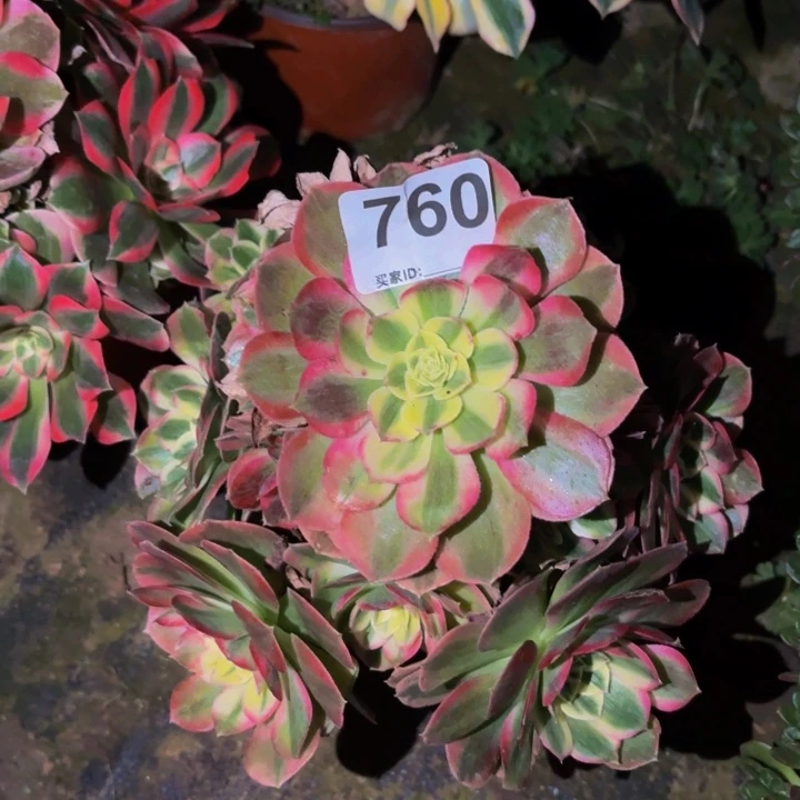 760火龙果多肉植物