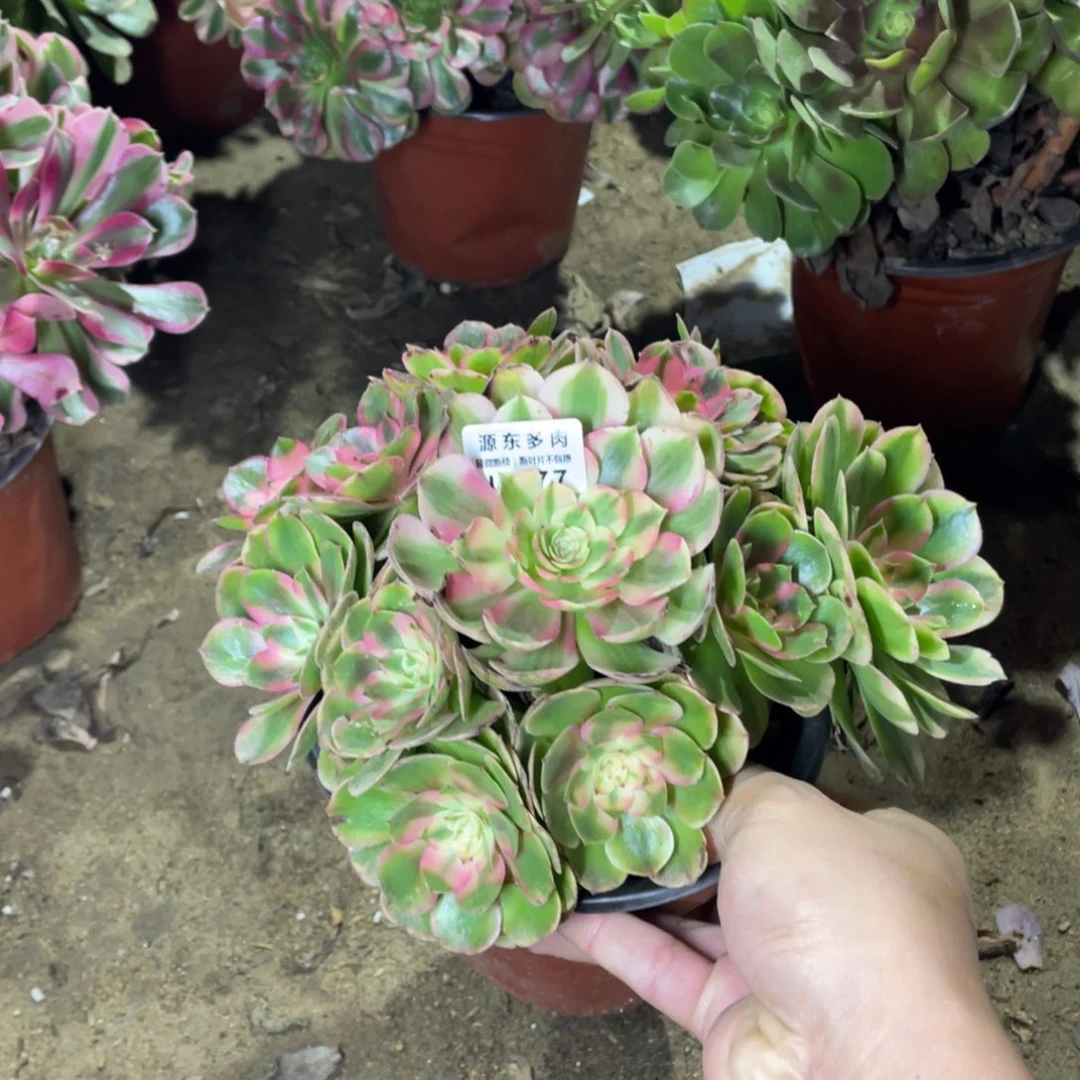 280荔枝多肉法师断枝不包