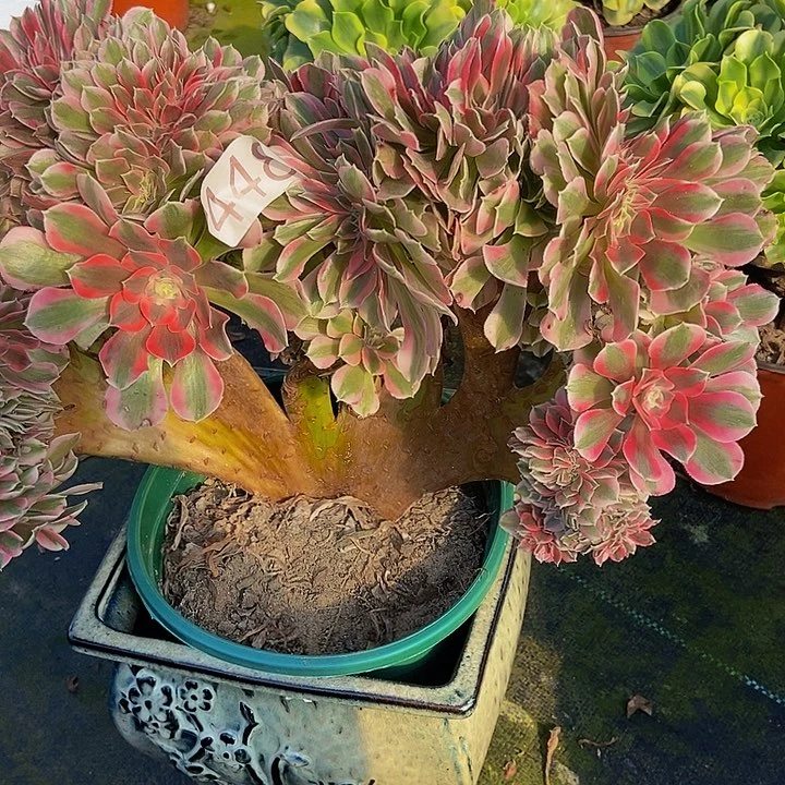 000000000000448女巫缀