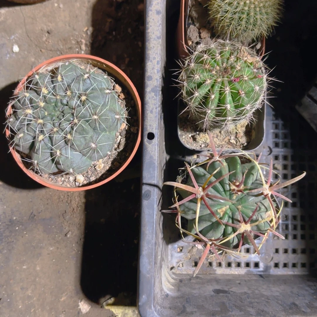 一***头四颗仙人球新疆包邮