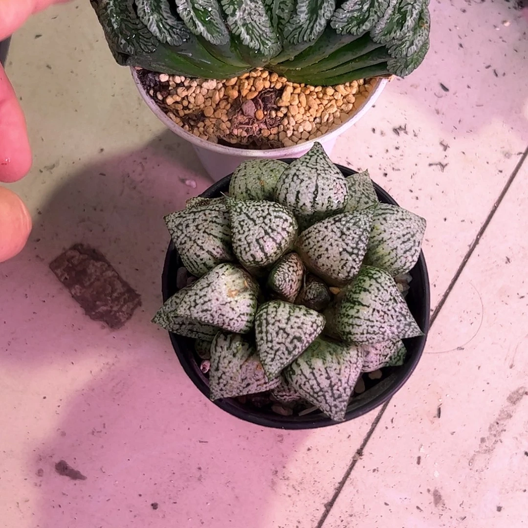 【***】组合十二卷多肉植物