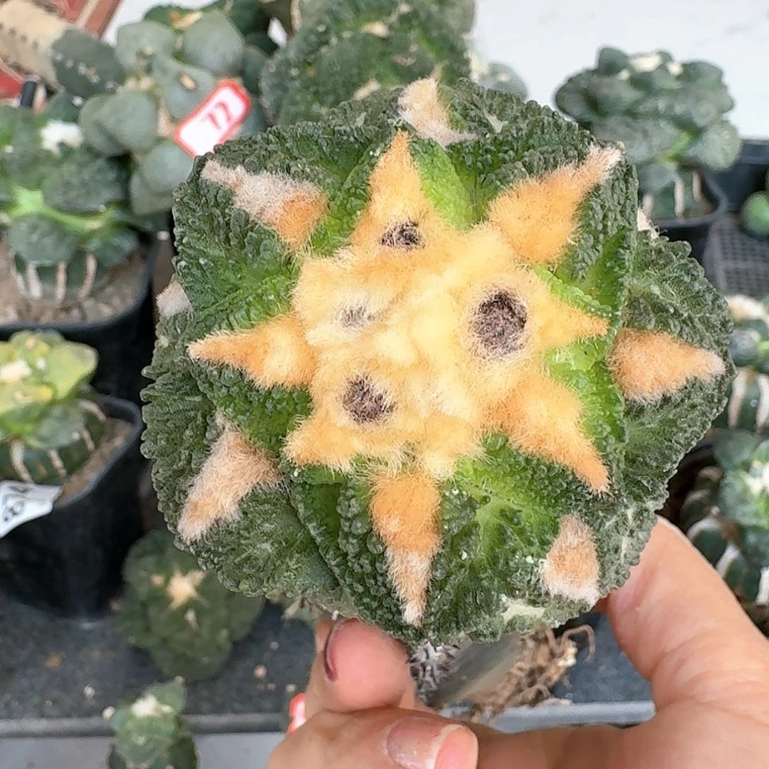 【闪购商品】无花朵龟甲牡丹6