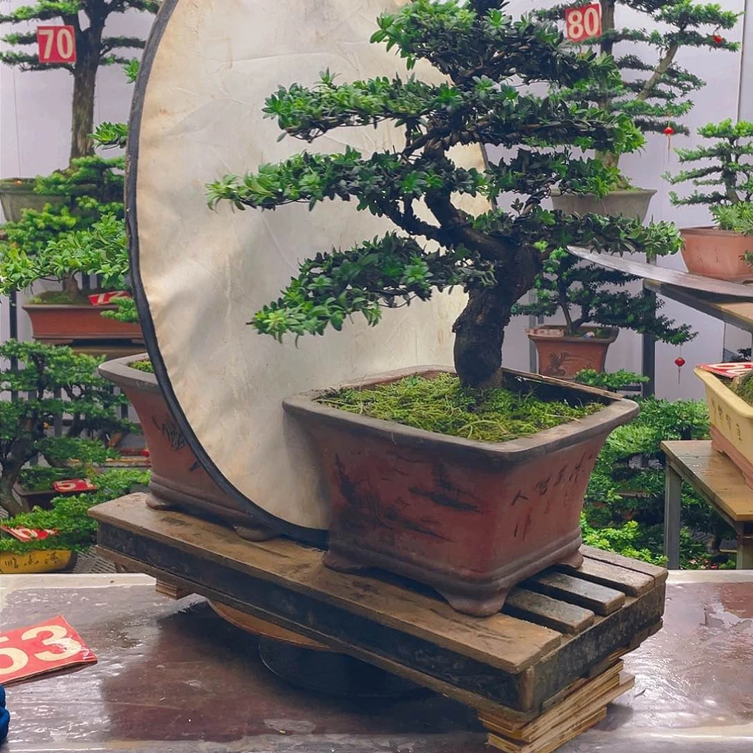 不开花植物§***§罗汉松