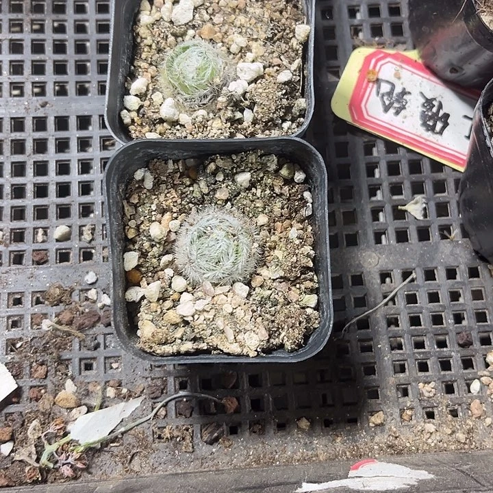 月光宝盒带盆土发
