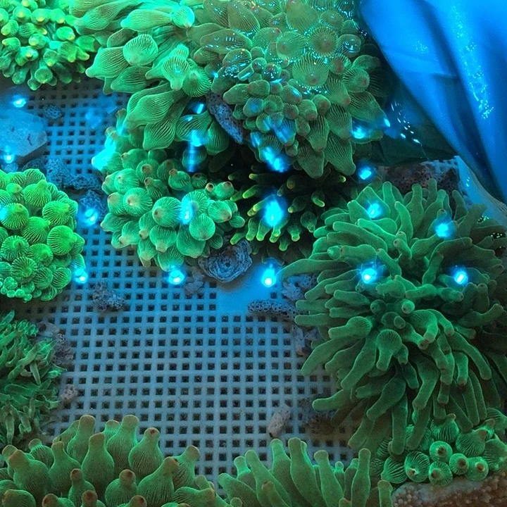 三***金纽扣珊瑚奶嘴222222