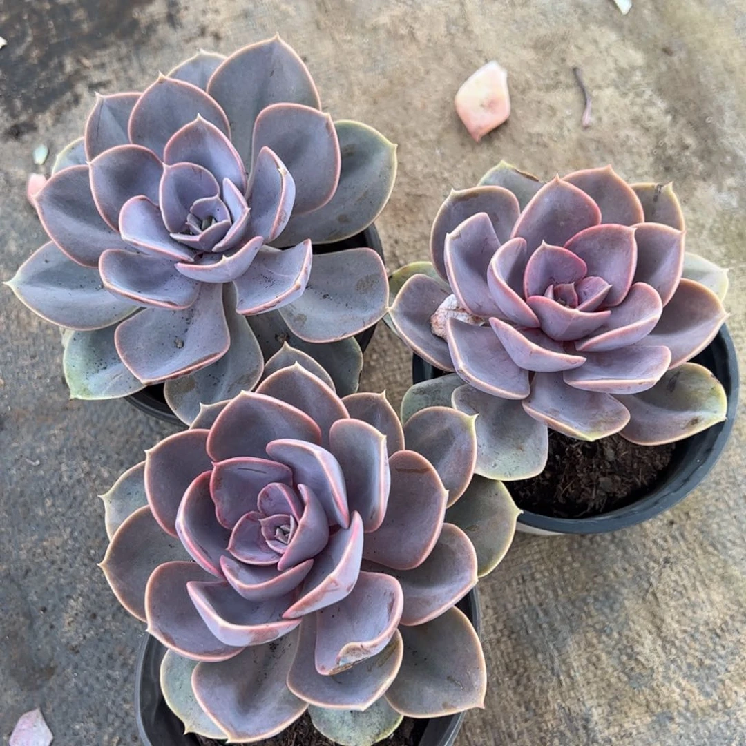 紫珍珠单头老桩三盆