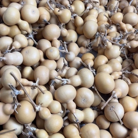 菩提葫芦啊葫芦啊葫芦啊葫芦呀