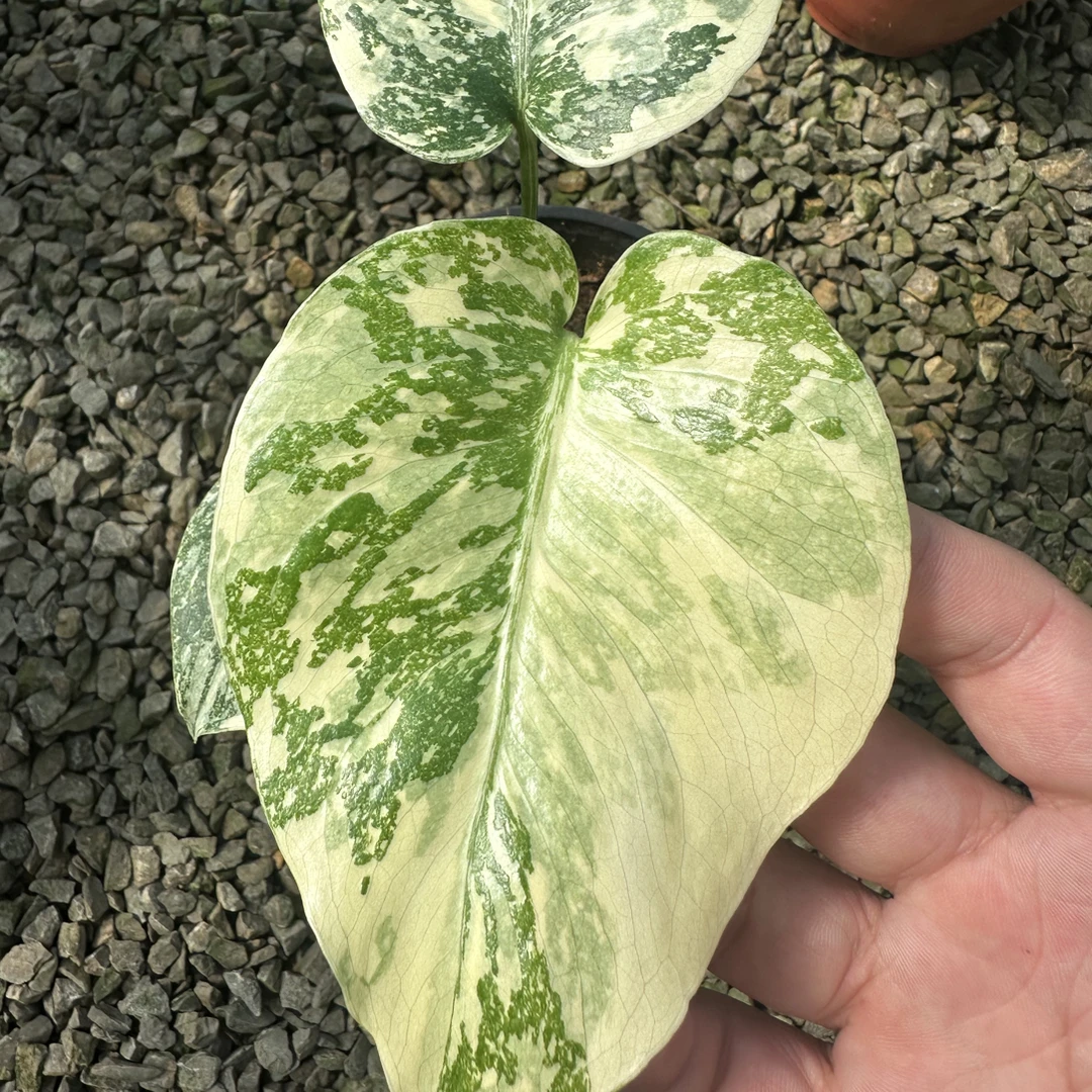 一物一拍不包叶损不包后期下单备注手机尾号