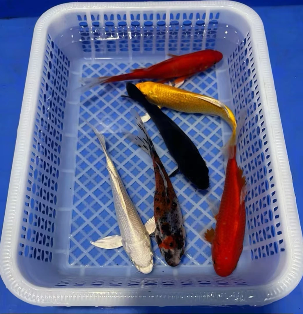 锦鲤草金大小搭配6条备损2条