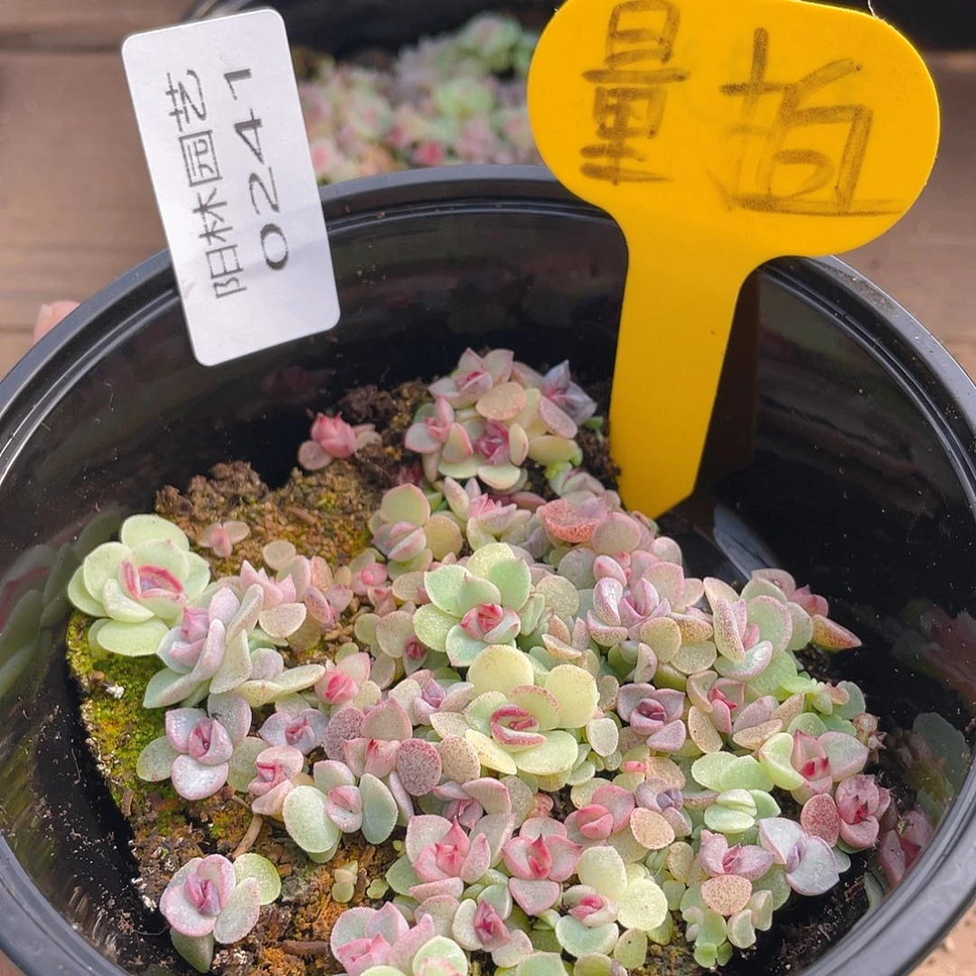 量拍多肉植物多肉植物241