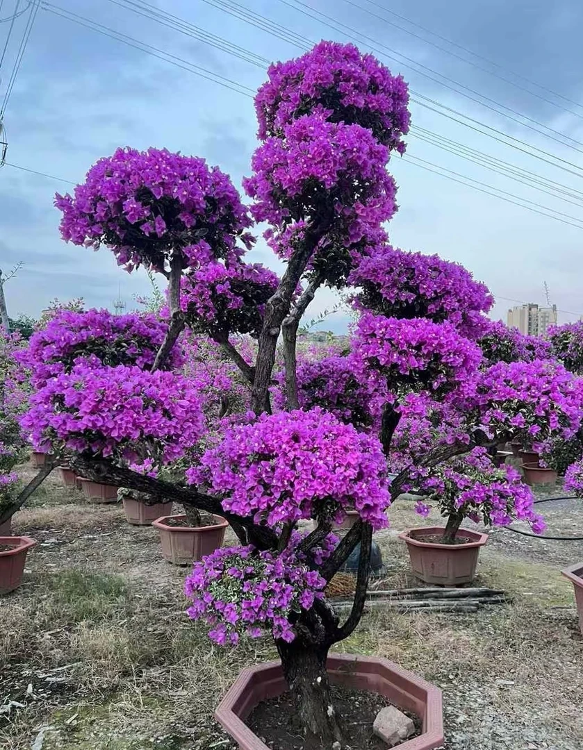 三角梅庭院造景盆景
