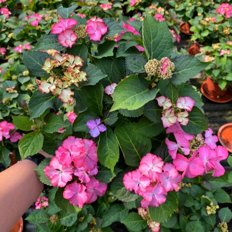 【紫莎小姐】稀有绣球花盆栽室内外花卉花期长易成活易爆花木本植物