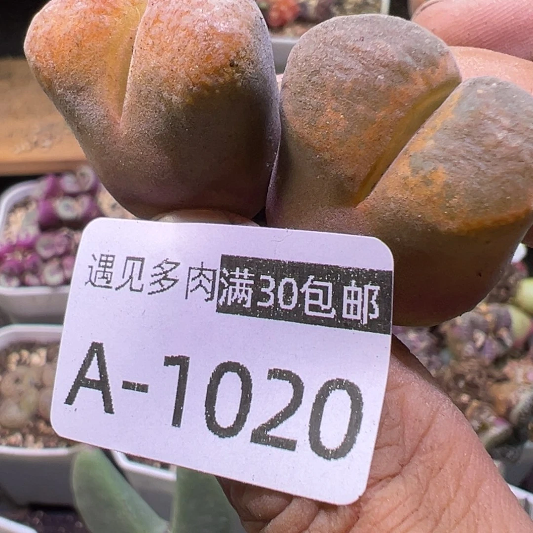 多肉植物111111111111