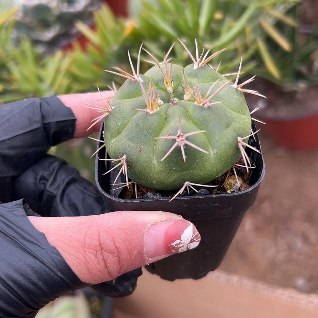 多肉植物单头球球