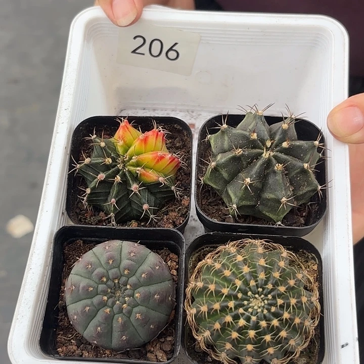 206 一筐带盆一筐组合仙人球