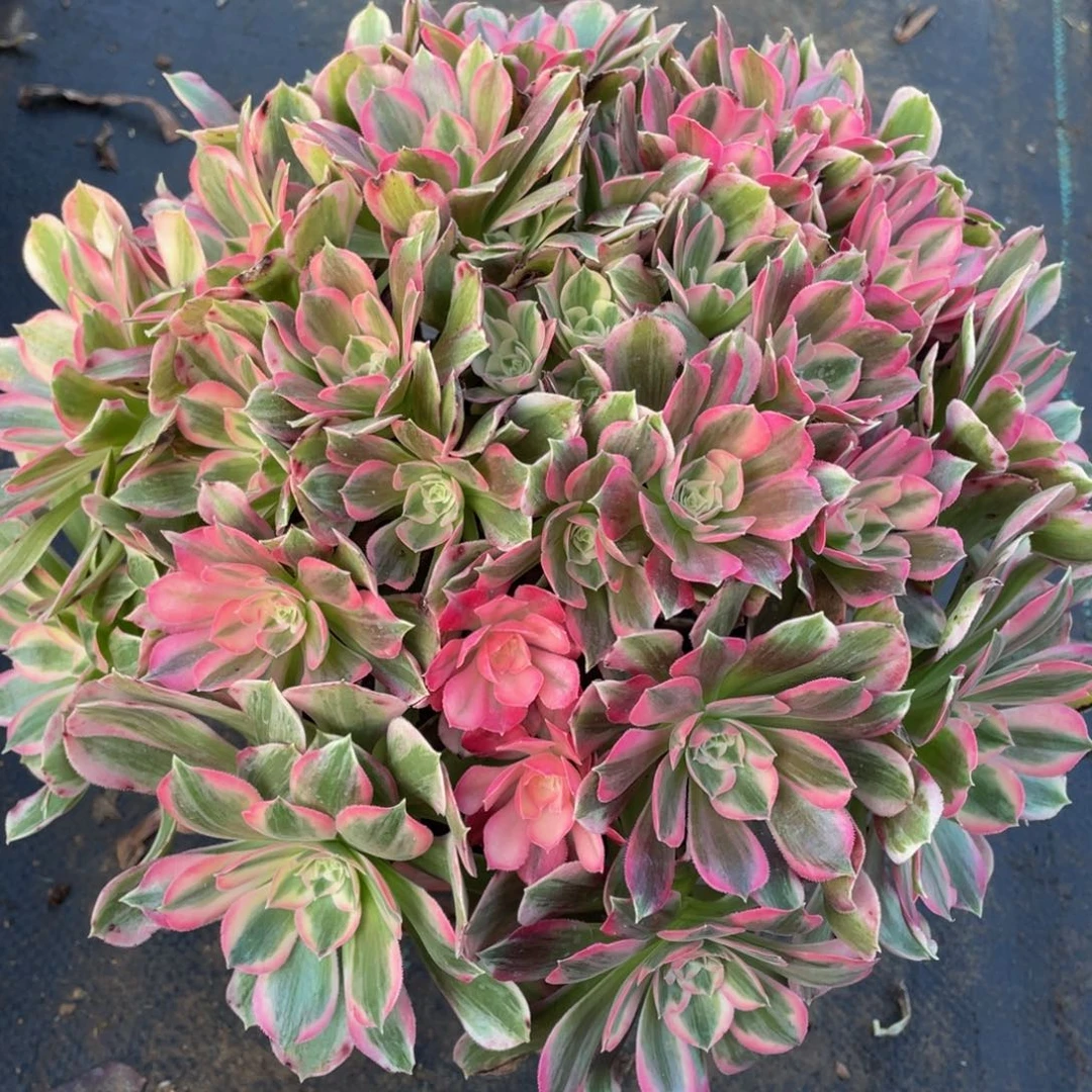 481男神精品法师老桩