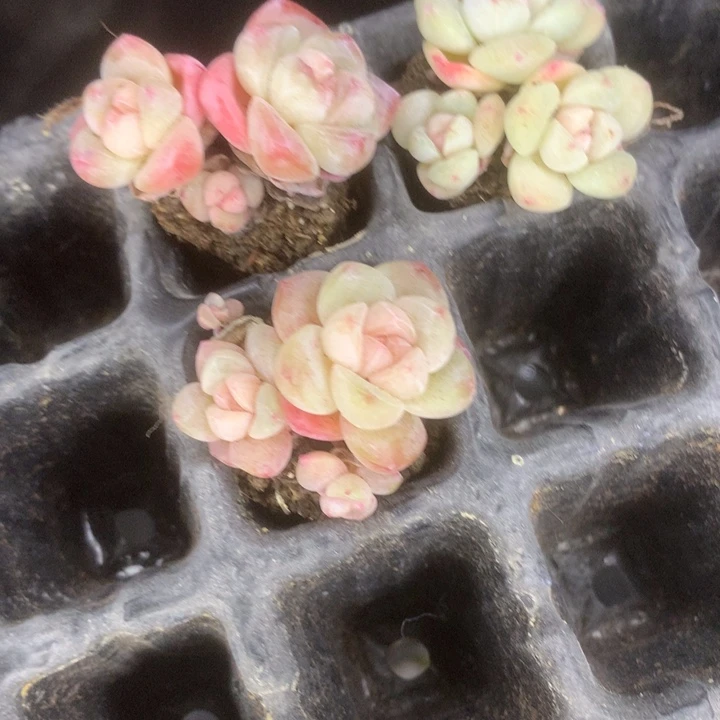 义***货冰玉一物一拍。包邮