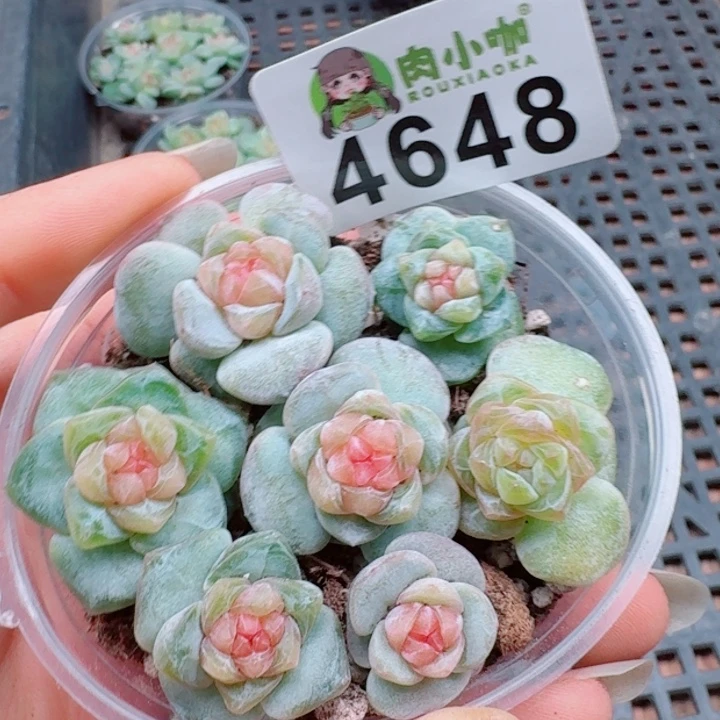 多肉植物多肉植物