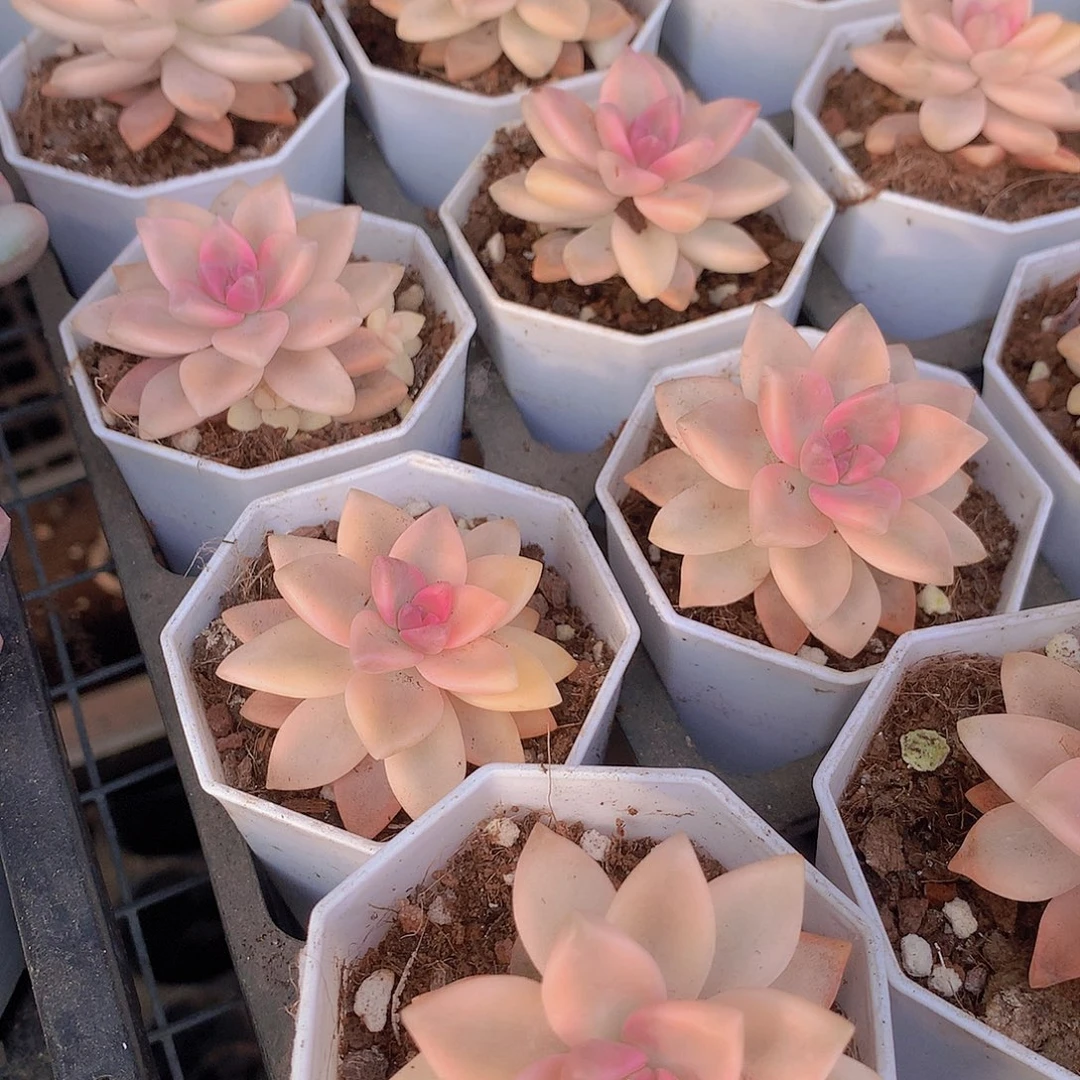 两颗淡雪锦3567889999000