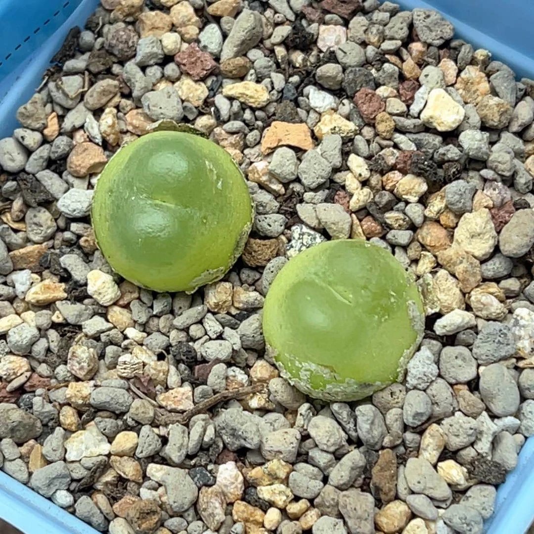 4021日系拉登刚颗尺寸1.4