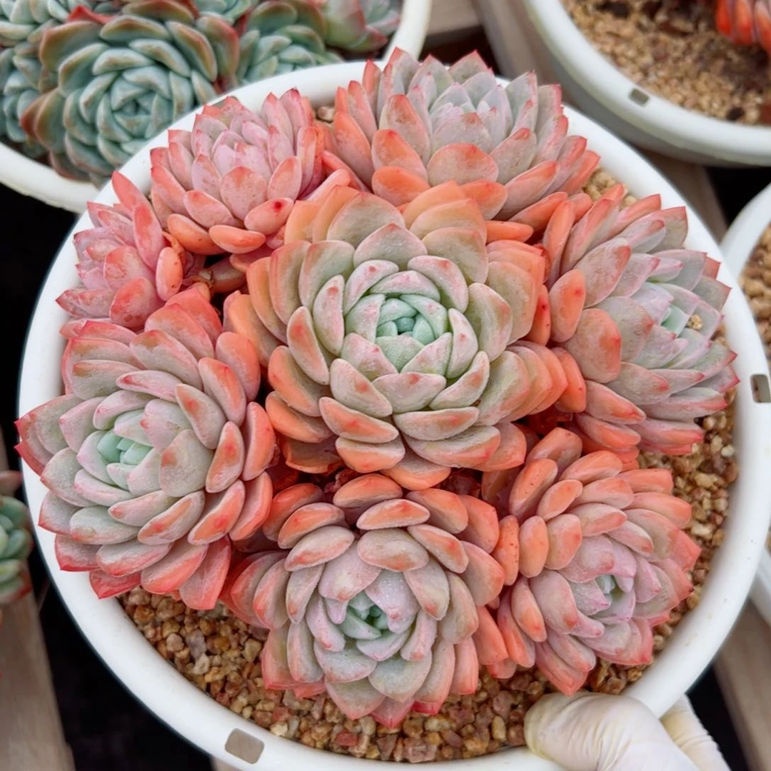 梦之雪自然群多肉植物