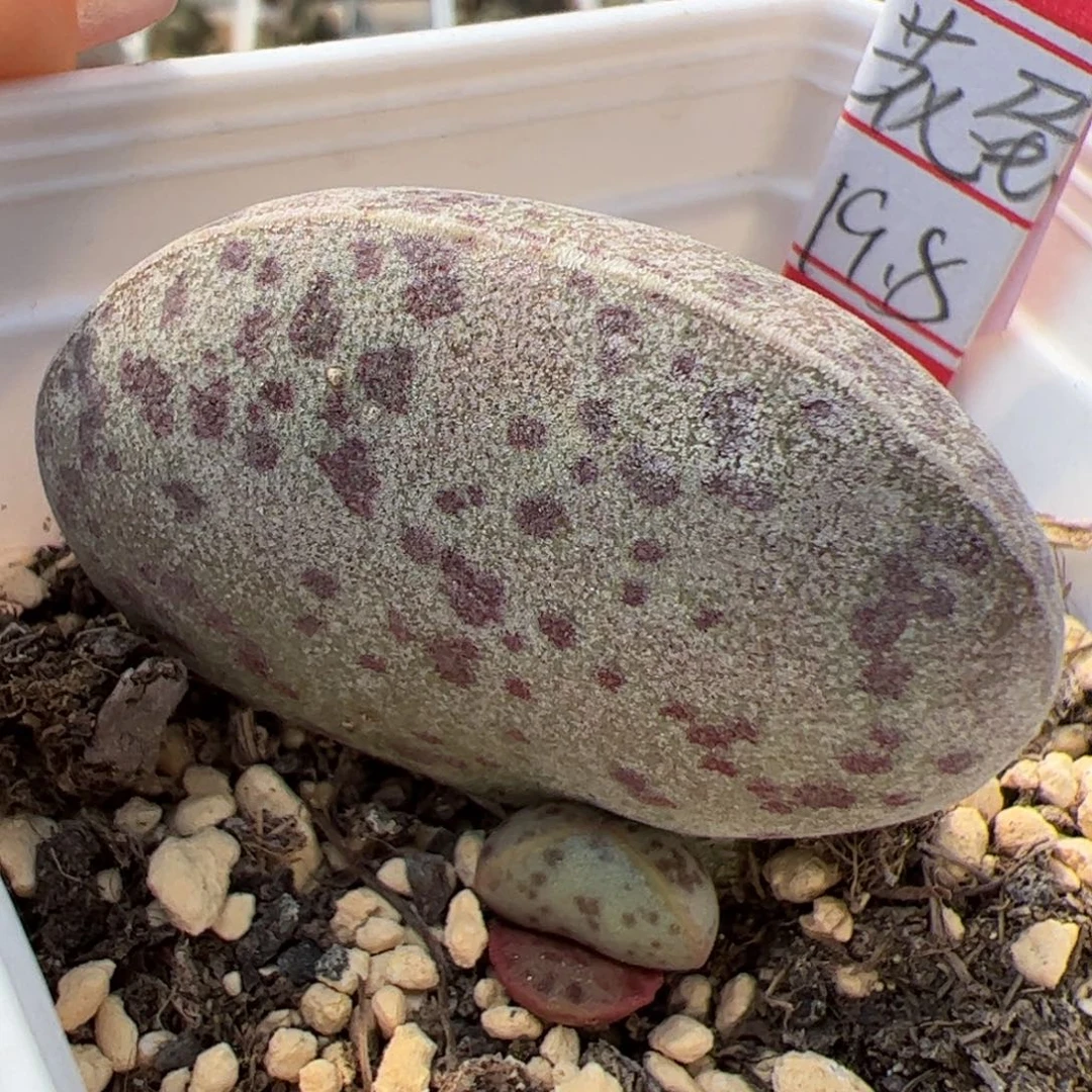 花蛋水泡多肉植物母叶4公分