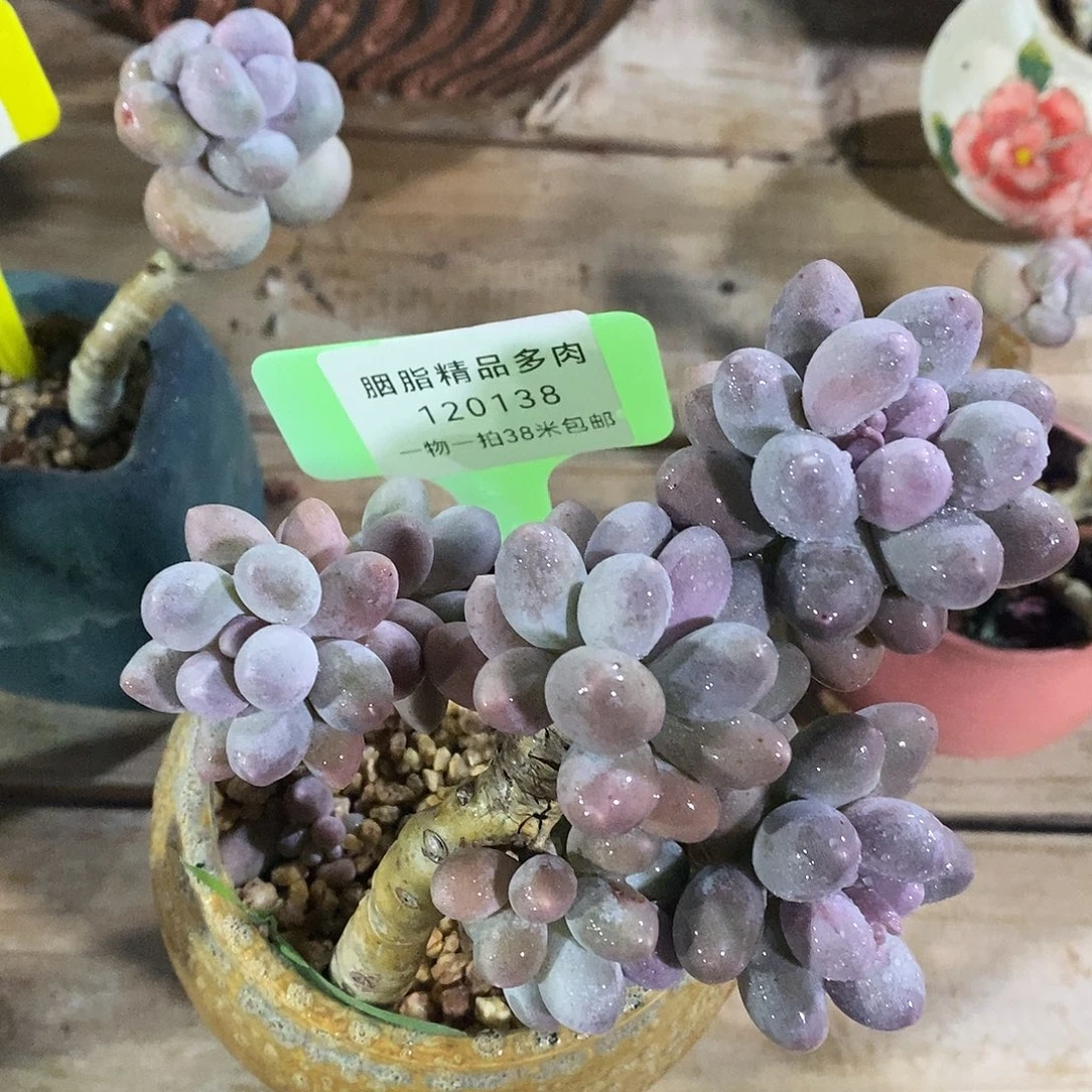 120138咯图咯哦小雨图姐姐