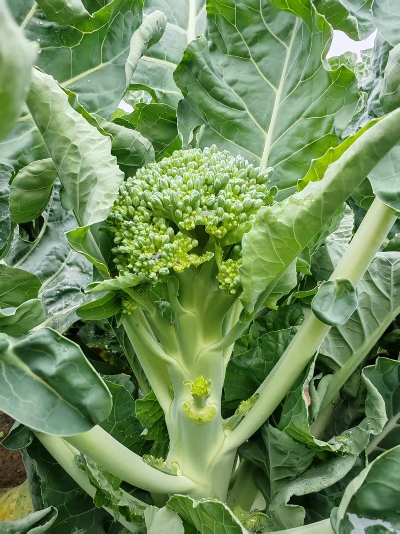 甜杆西兰苔新鲜蔬菜西兰花农家自种现摘现发一件代发