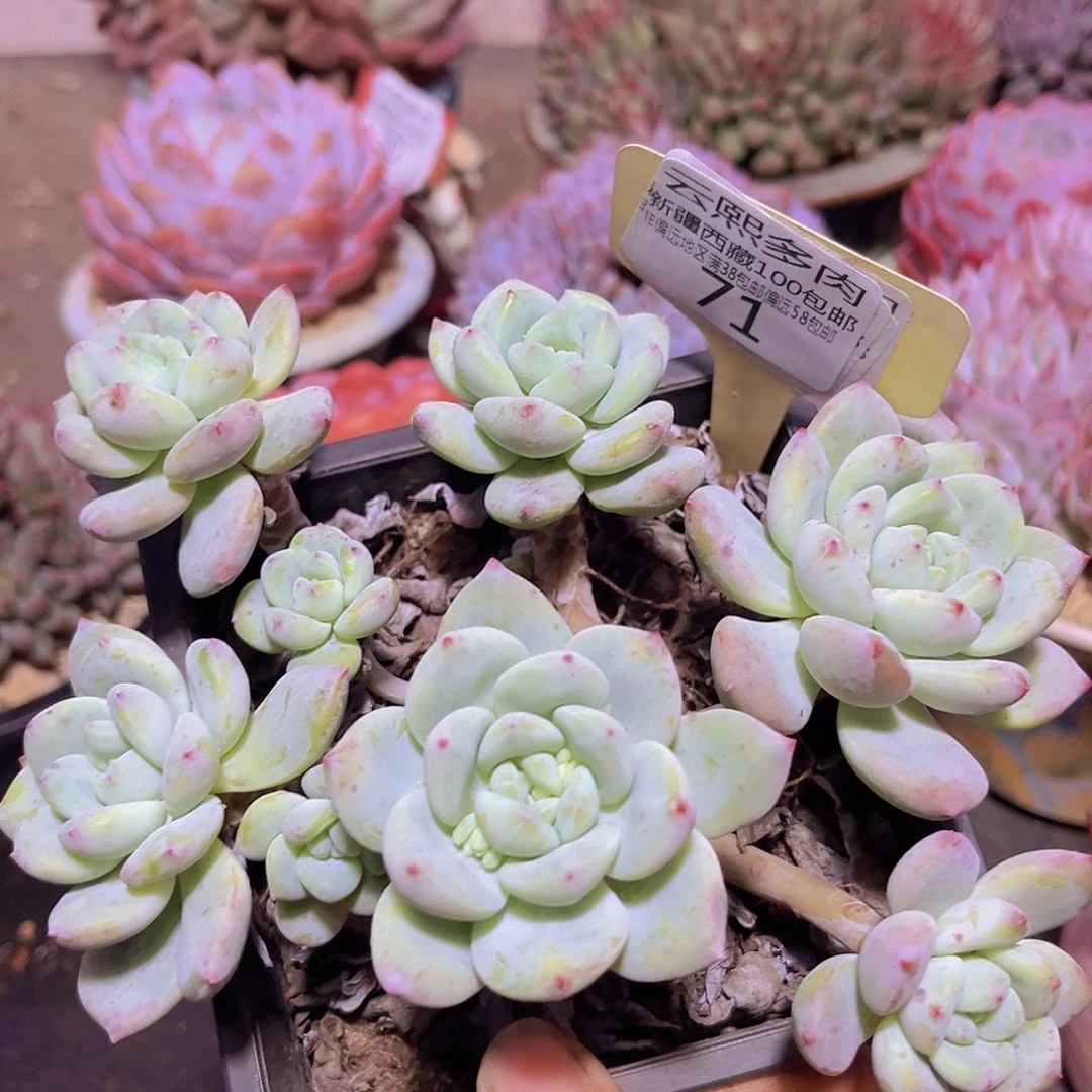 0071望舒多肉植物