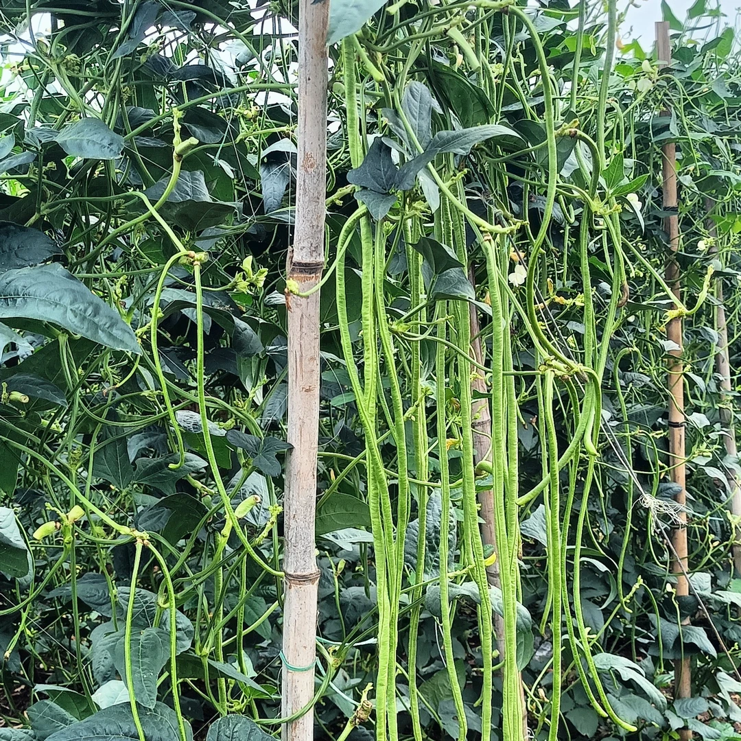 春秋可种植的长豆角种子中早熟品种翠绿豆角种子