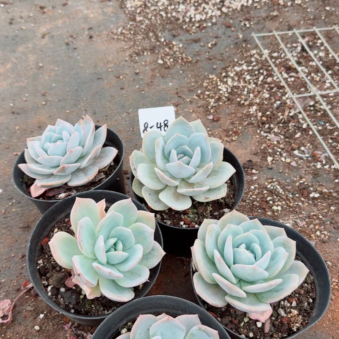 红象牙白凤杂交各五颗量拍8-48