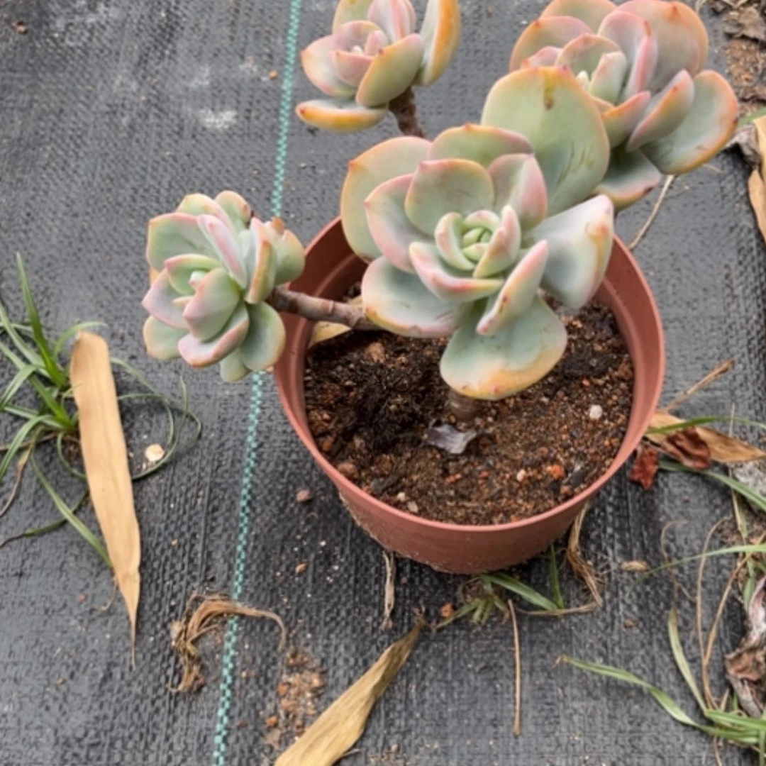 【闪购商品】桃**姐白凤