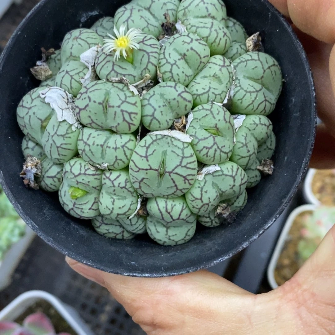 精品多肉一物一拍不包整191