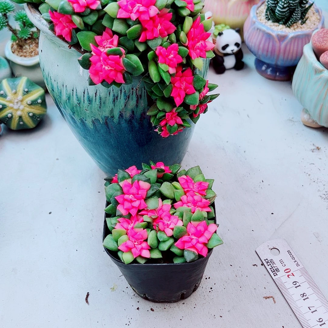 吉祥如意吹雪之松