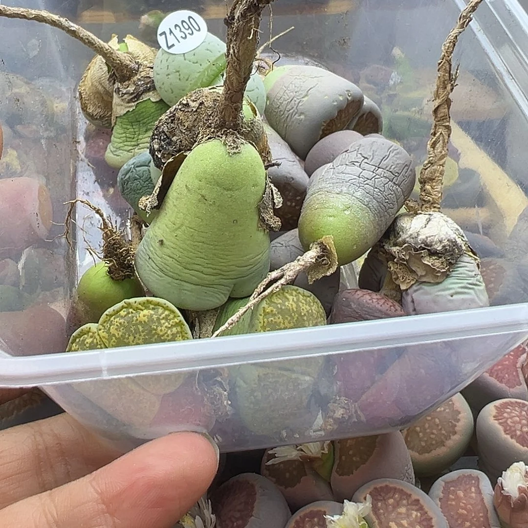 1390 有伤长腿清货不售后