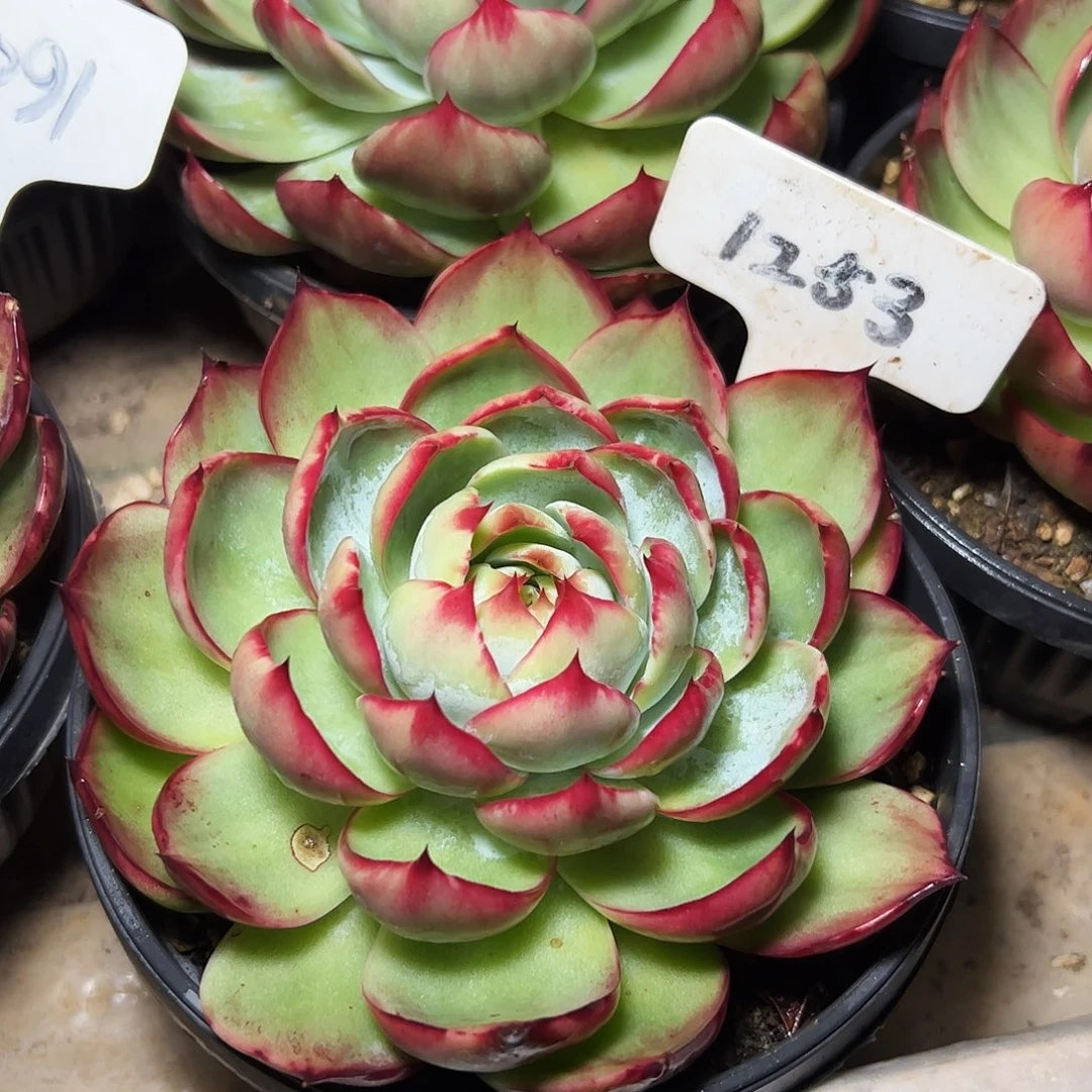 惊鸿仙子1253号有干疤介意勿拍