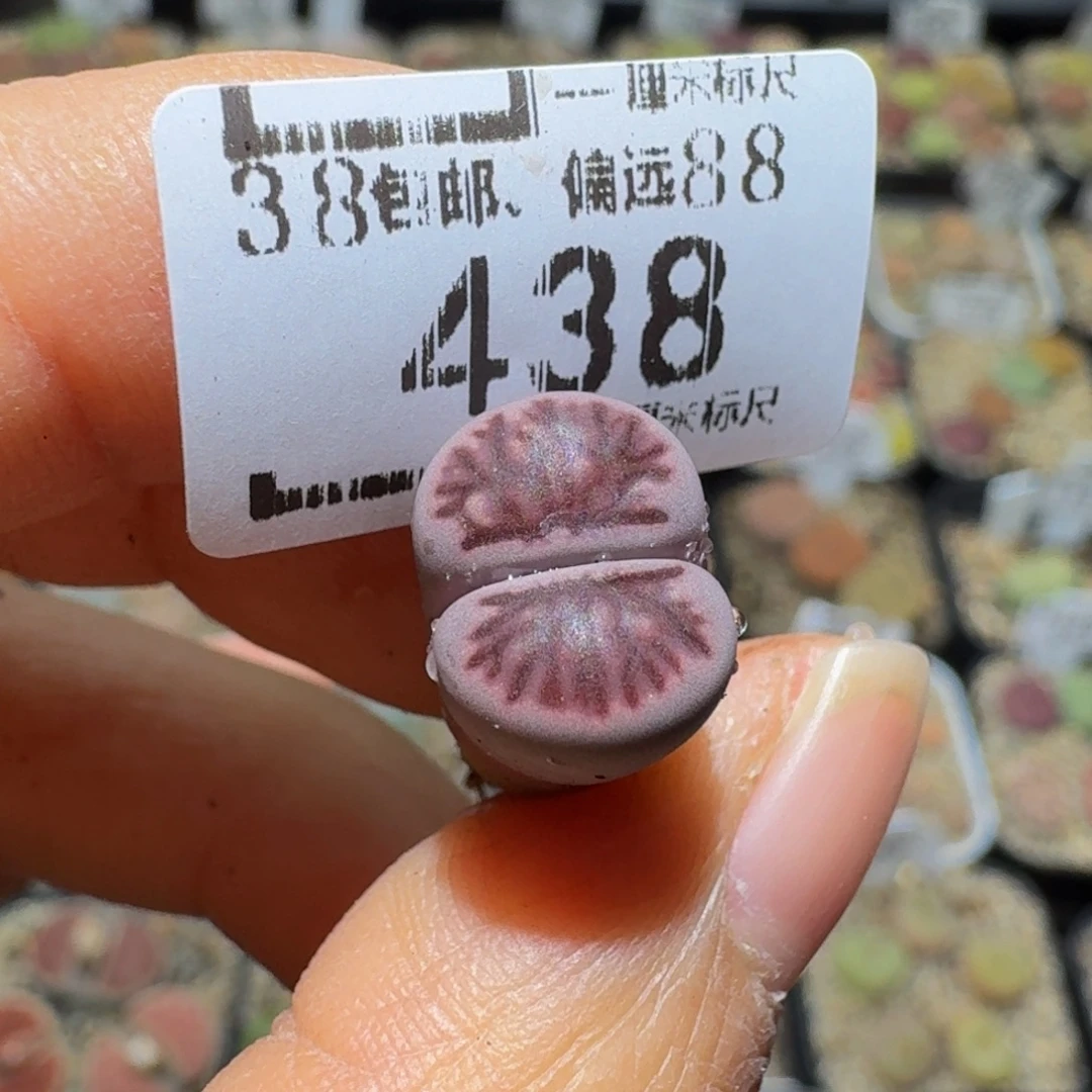羽***3Ssss精品生石花438