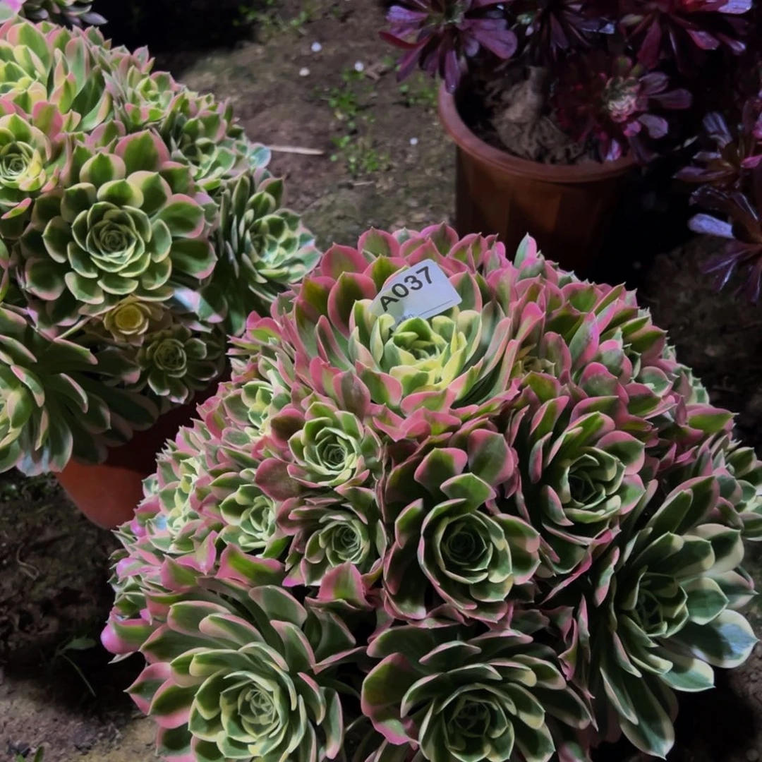 下****福037白凤法师，duo po