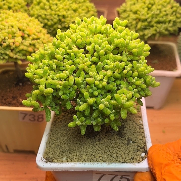 无花朵775蜜桔糖球