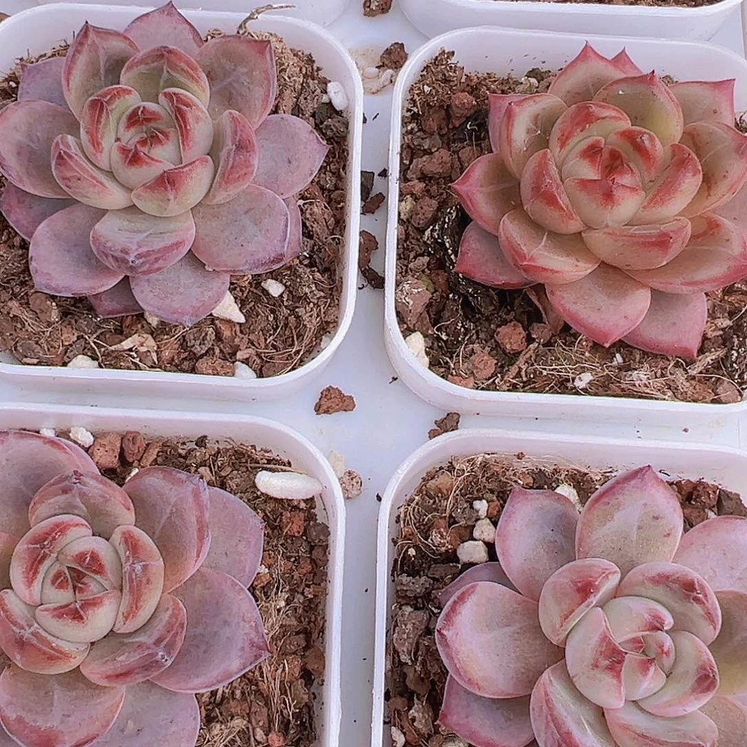 精品夜魔侠19包邮多肉