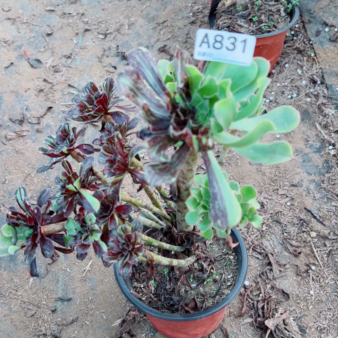 831水墨丹青多肉植物法师