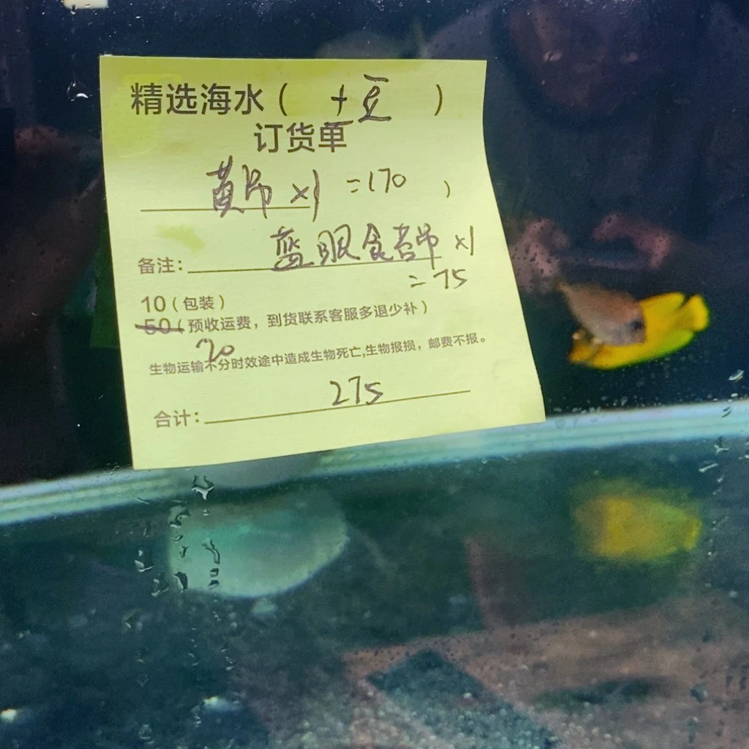 海水鱼食苔吊➕黄吊