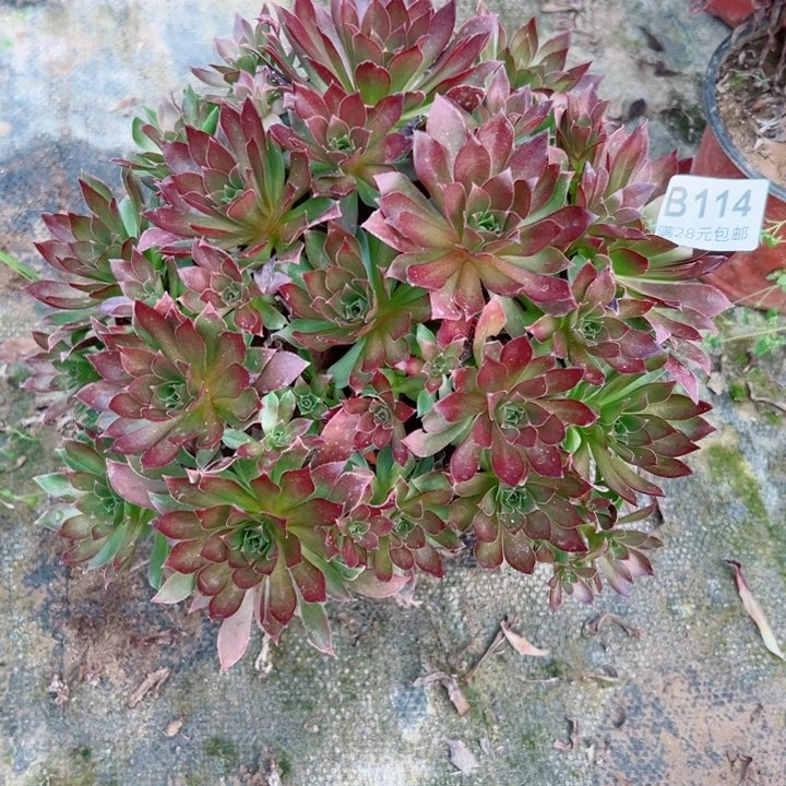 114凤凰多肉植物