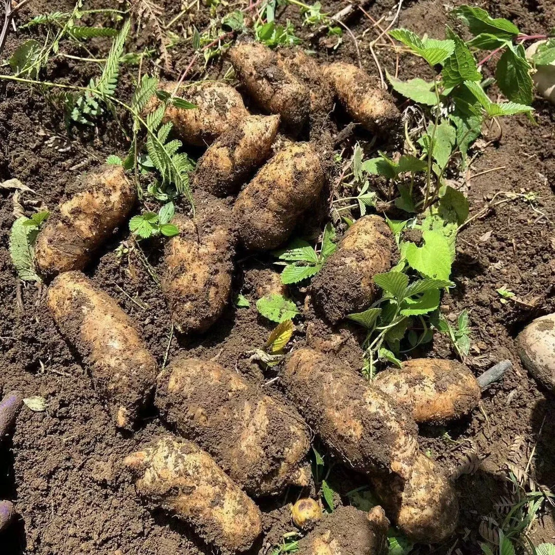 湖北房县大山新鲜天麻仿野生种植可炖鸡煲汤泡酒【京东包邮】