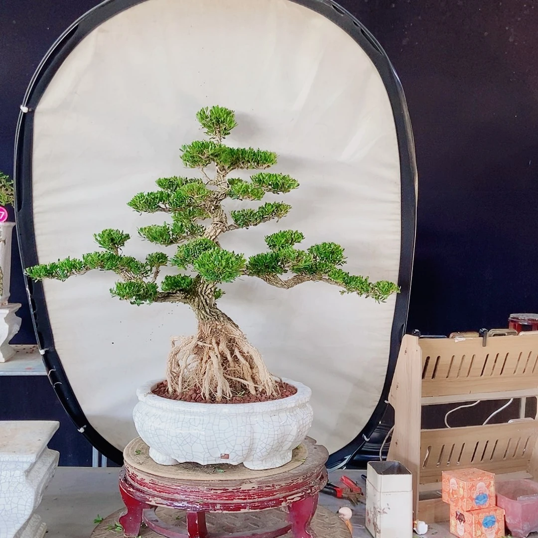 当前无花朵，栽培后可花朵