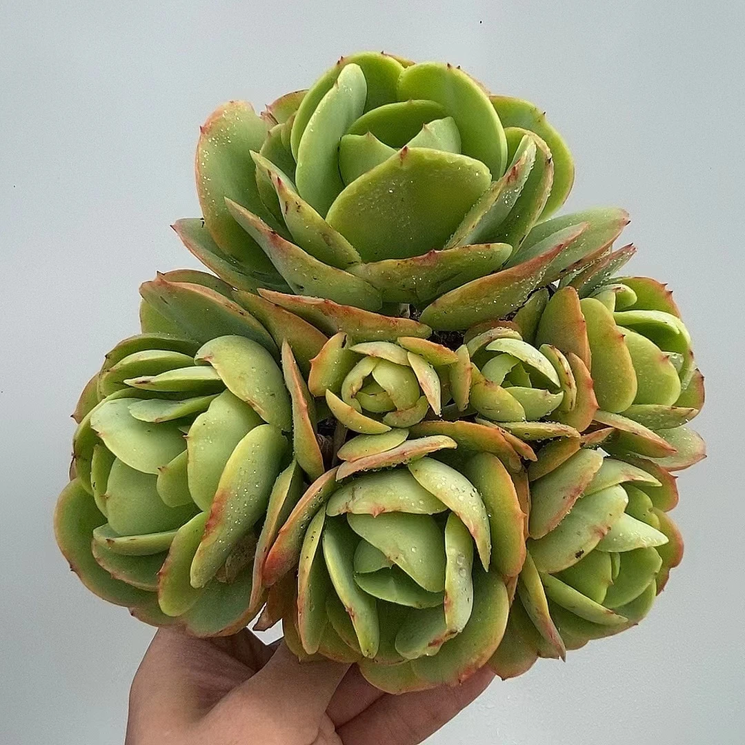 多头碧桃 多肉植物老桩耐旱绿植阳台庭院美观满19包邮