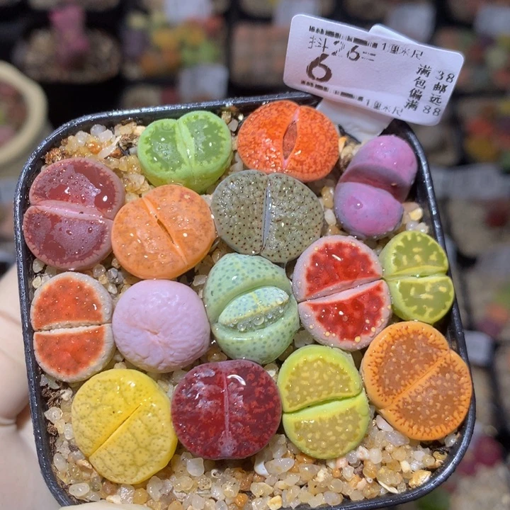 精品生石花26.6多肉