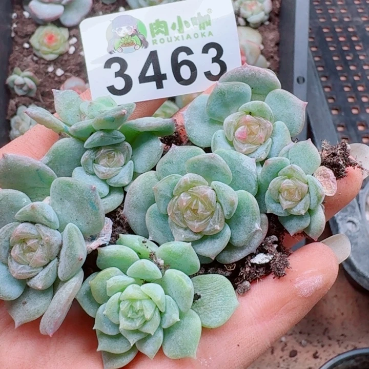 多肉植物多肉植物