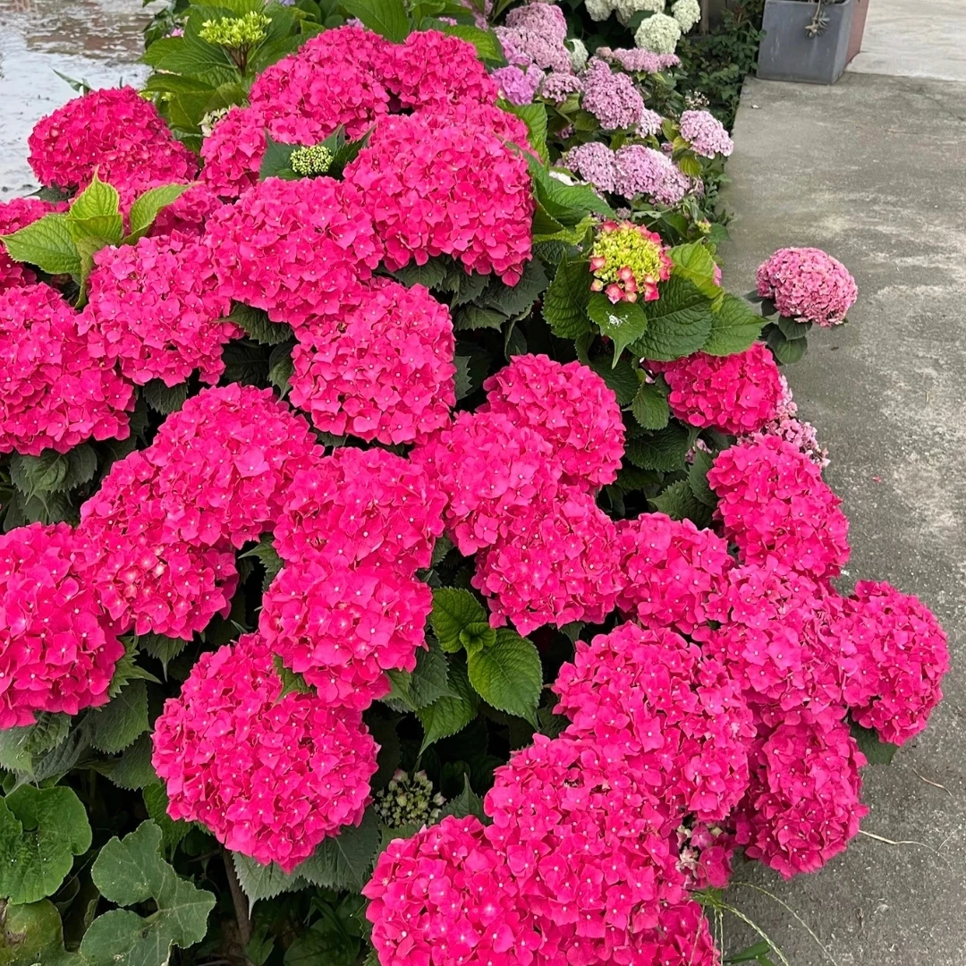 绣球红美人 3加仑 玫红色  后期会变色（张） 花苞发货 盆栽花卉